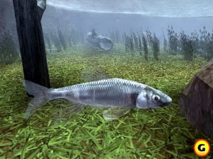 Кадры и скриншоты Reel Fishing III
