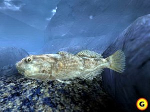 Кадры и скриншоты Reel Fishing III