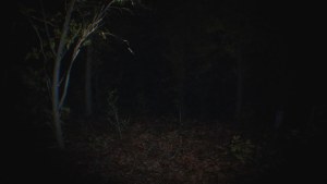 Кадры и скриншоты Paranormal Tales